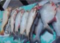 Intendencia de Tarija intensifica los controles a la venta de pescado y alimentos en mercados municipales