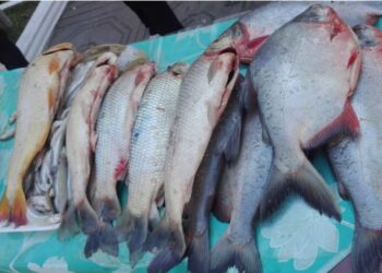 Intendencia de Tarija intensifica los controles a la venta de pescado y alimentos en mercados municipales