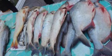 Intendencia de Tarija intensifica los controles a la venta de pescado y alimentos en mercados municipales