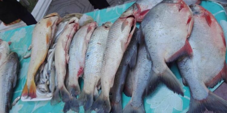 Intendencia de Tarija intensifica los controles a la venta de pescado y alimentos en mercados municipales
