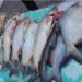 Intendencia de Tarija intensifica los controles a la venta de pescado y alimentos en mercados municipales