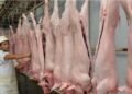 Tarija: Faena de cerdos se duplica en el Matadero