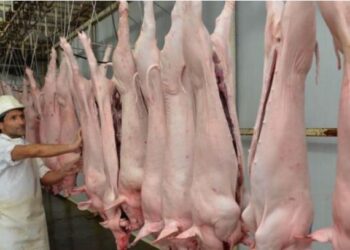Tarija: Faena de cerdos se duplica en el Matadero