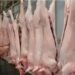 Tarija: Faena de cerdos se duplica en el Matadero