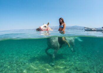 Ola de calor histórica en Europa: así refrescan a los caballos para combatir temperaturas mayores a 40°C