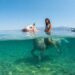 Ola de calor histórica en Europa: así refrescan a los caballos para combatir temperaturas mayores a 40°C