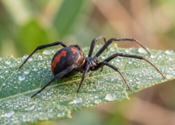 Qué descubrió un estudio sobre la araña espalda roja de Australia y la voltereta sexual del macho