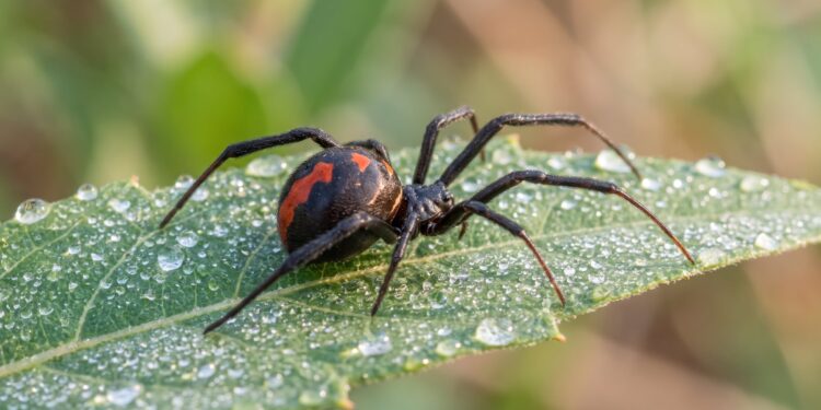 Qué descubrió un estudio sobre la araña espalda roja de Australia y la voltereta sexual del macho