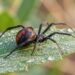 Qué descubrió un estudio sobre la araña espalda roja de Australia y la voltereta sexual del macho