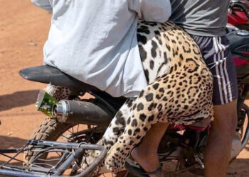 La Fiscalía investiga el biocidio de un jaguar en Guayaramerín