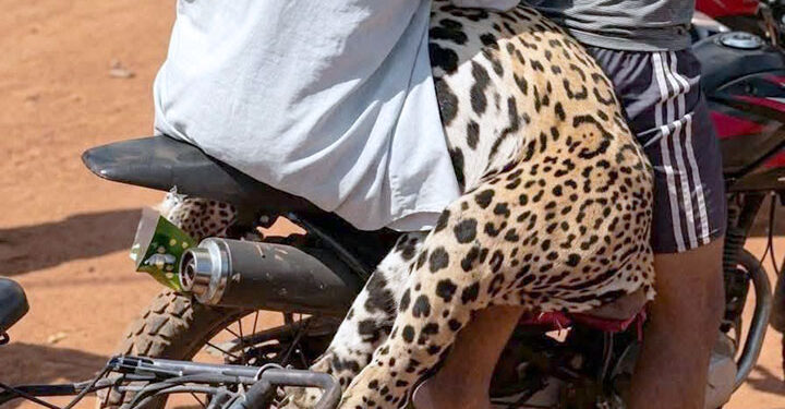 La Fiscalía investiga el biocidio de un jaguar en Guayaramerín