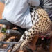 La Fiscalía investiga el biocidio de un jaguar en Guayaramerín