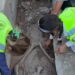 Hallaron una tumba de 2.400 años en Turquía y una pista abrió un misterio sobre un posible luchador