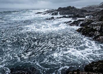 Miles de sardinas aparecen muertas frente a Sudáfrica: investigan si un virus es el responsable