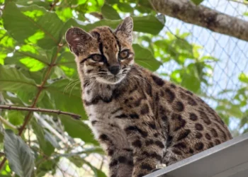 Biologo alerta sobre la vulnerabilidad del felino Tilcayo en Bolivia