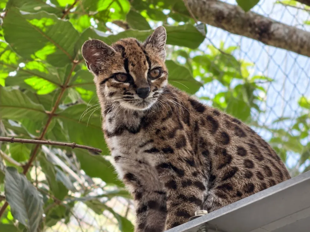 Biologo alerta sobre la vulnerabilidad del felino Tilcayo en Bolivia