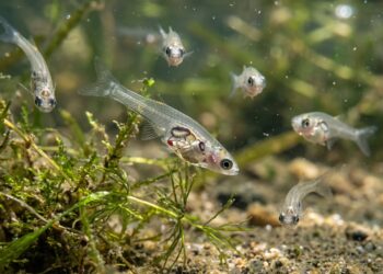 Sin compañero, huida asegurada: el curioso comportamiento de los peces de cristal