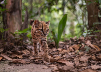 Descubren en La Paz una nueva especie de felino silvestre, la primera en más de un siglo