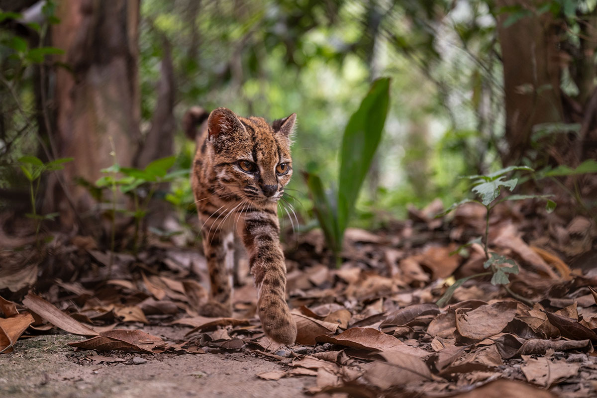 Descubren en La Paz una nueva especie de felino silvestre, la primera en más de un siglo