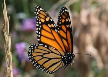 Científicos proponen un nuevo método para proteger a los insectos tropicales y cerrar vacíos de información