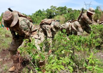 Los cultivos de hoja de coca en Bolivia se incrementaron un 7 % en 2025, según la ONU